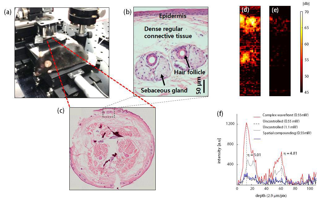 (a) 쥐의 꼬리 이미징 실험 사진 (b) histology 부분 이미지 (c) histology 꼬리 단면 이미지 (d) 최적화 이미지 (e) 비최적화 이미지 (f) 15 A-scan에 대한 평균 신호 세기