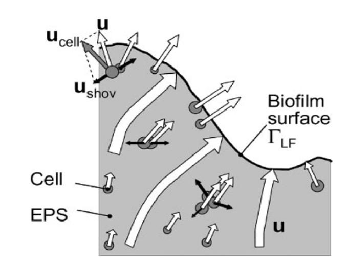 A biofilm model under the assumption that EPS is a viscous fluid