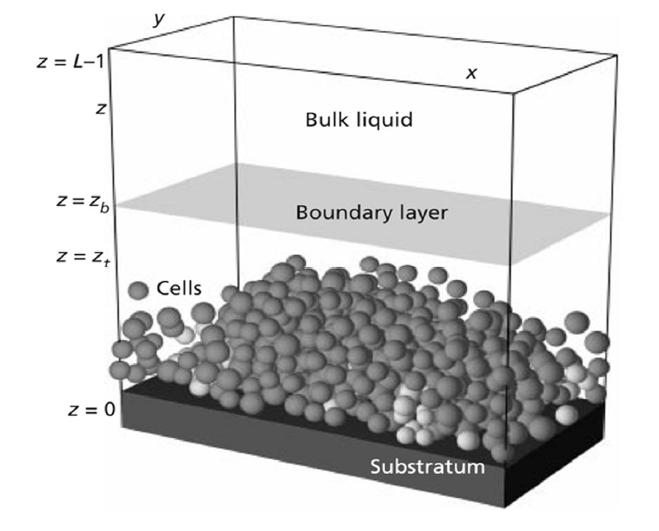 IbM for biofilm model