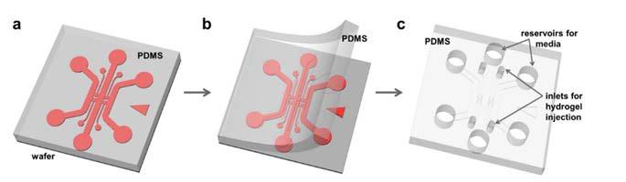 (a) PDMS 혼합액을 웨이퍼에 붓고 굽는다. (b) 경화된 PDMS를 웨이퍼에서 떼어낸다. (c) 조립을 위해 소자를 정돈하고, 필요한 구멍을 뚫고, 가압 멸균 처리를 한다.