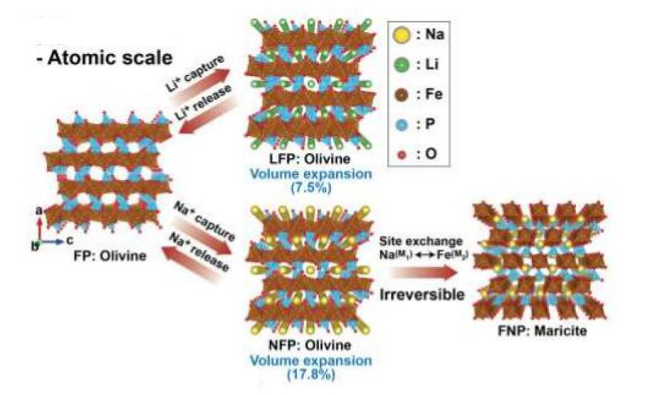 Structural properties of LFP