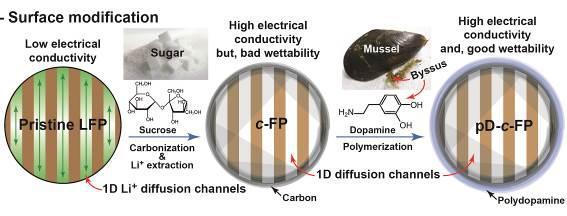 Schematic of surface modification of LFP