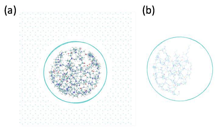 (a) Oligomer inside (22, 22) CNT (b) oligomer inside (30, 30) CNT.