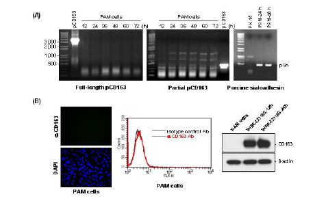 SV40 T 항원 발현 형질전환 PAM 세포주(ATCC CRL-2843)의 PRRS 바이 러스 세포 수용체 pCD163 발현 부재.