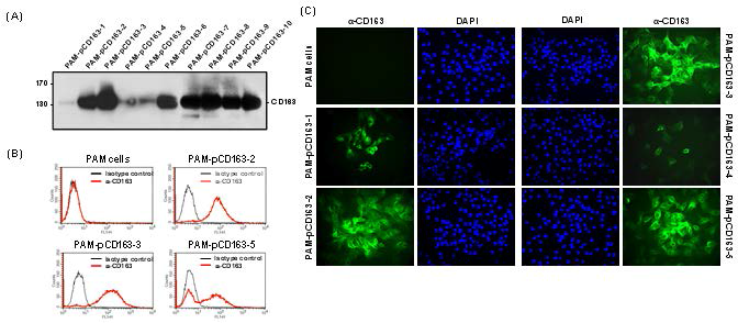 pCD163 발현 PAM 세포주 제작.