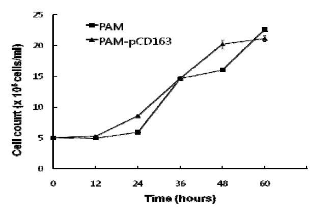 PAM-pCD163 세포주의 성장 곡선.