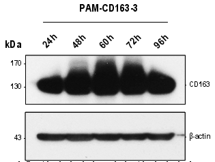 PAM-pCD163의 시간대별 pCD163 발현율.