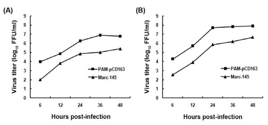 PAM-pCD163 세포주를 이용한 PRRS 바이러스의 growth kinetics.