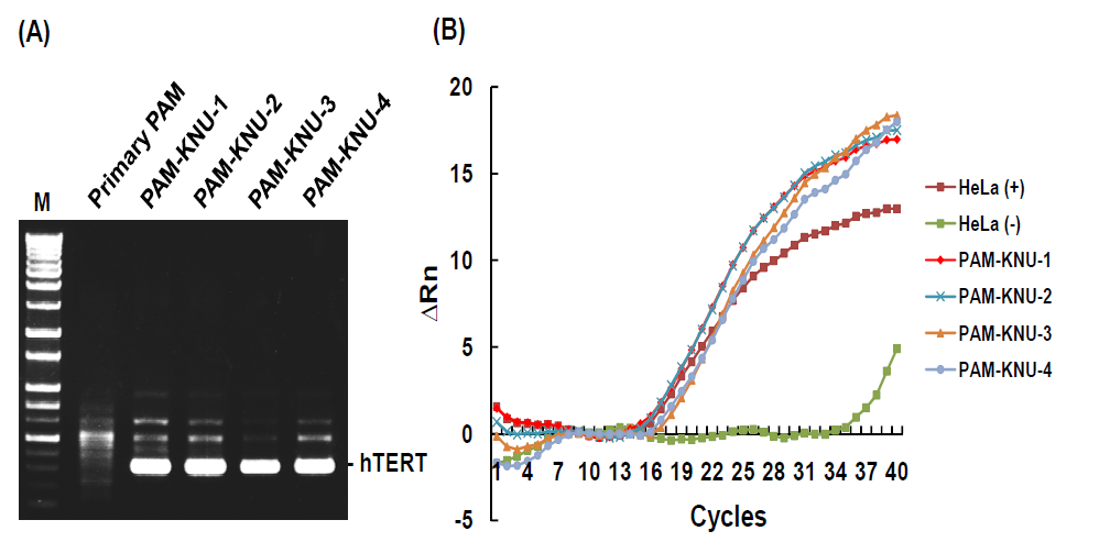 인간 텔로머라아제 역전사효소(human telomerase reverse transcriptase; hTERT) 유전자 도입을 통한 불멸화 돼지 폐포대식세포주 제작.