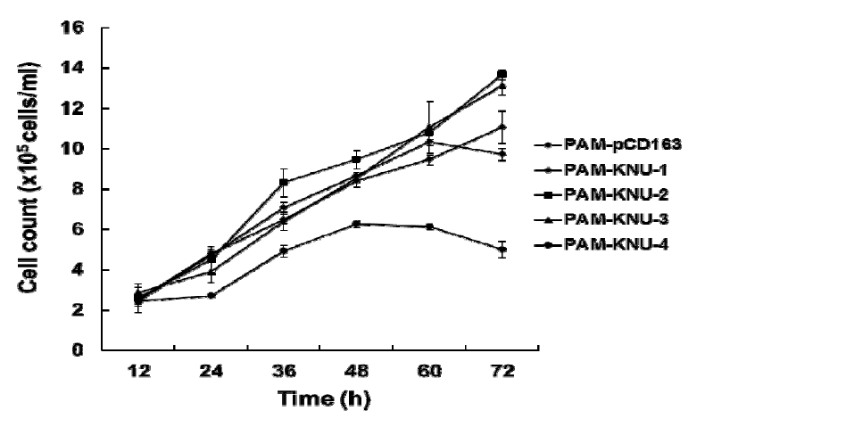 불멸화 PAM-KNU 세포주의 성장 곡선.
