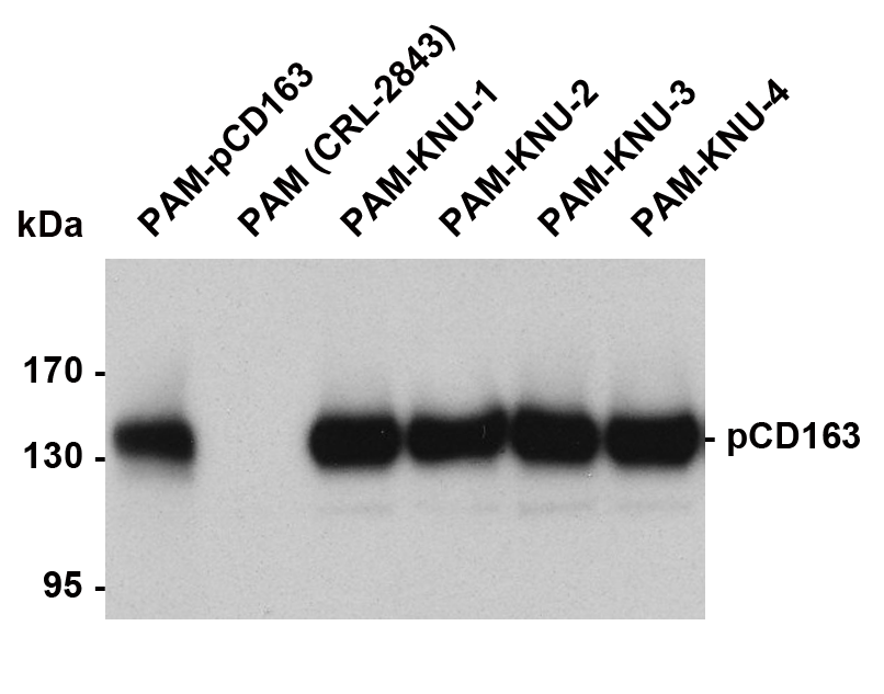 불멸화 PAM-KNU 세포주에서 pCD163 발현 확인(western blot).