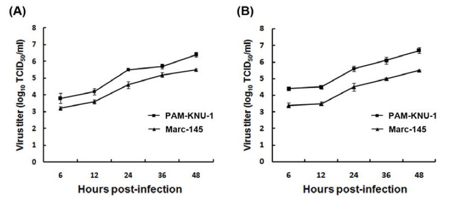 PAM-KNU 세포주를 이용한 PRRS 바이러스의 growth kinetics.