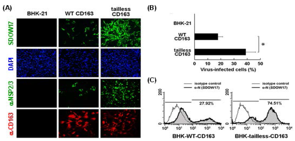 돼지 CD163의 세포질 도메인 결손 tailless pCD163 발현 세포주 (BHK-tailless pCD163)를 이용한 PRRS 바이러스 감염 실험.