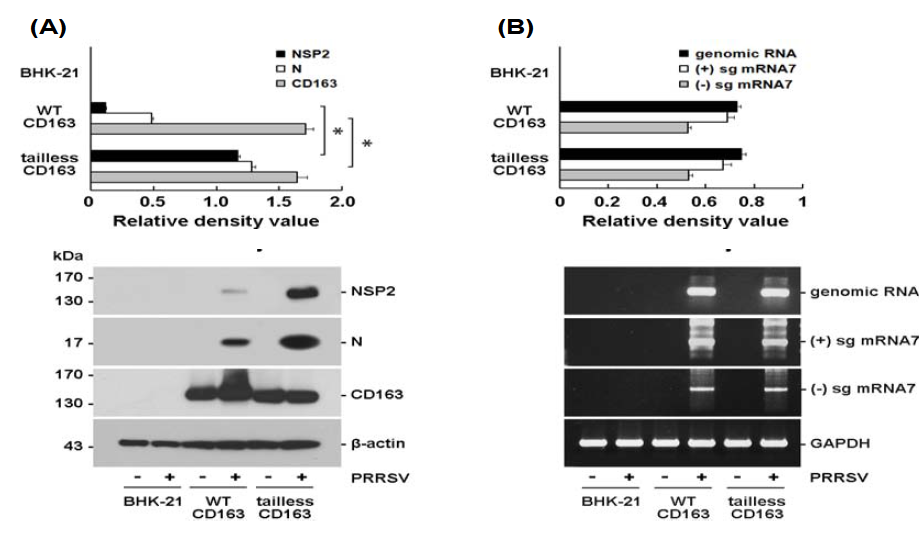 돼지 CD163의 세포질 도메인 결손 tailless pCD163 발현 세포주 (BHK-tailless pCD163)를 이용한 PRRS 바이러스 감염 실험.