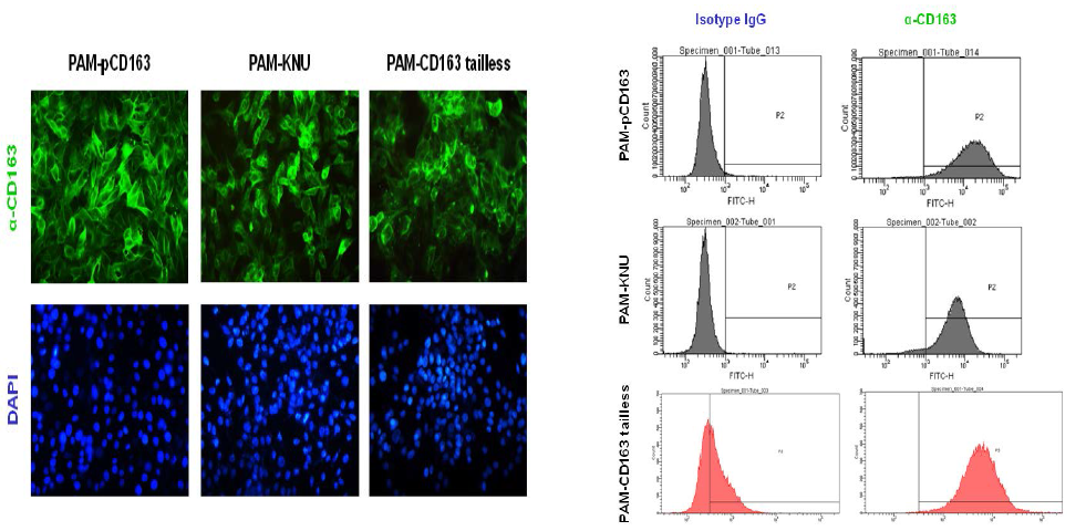 FA staining(좌) 및 FACS 분석(우) 결과 이미지