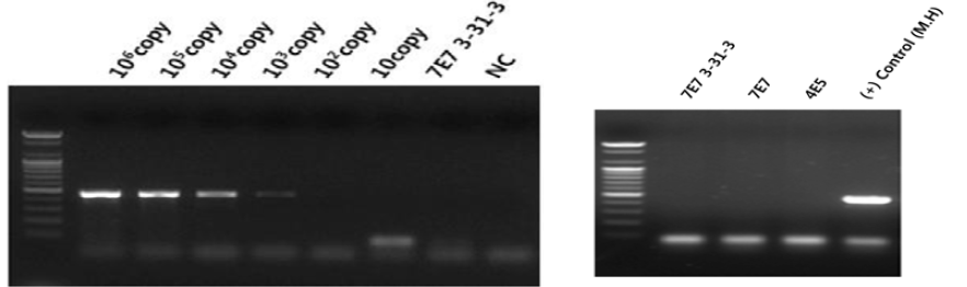 Mycoplasma 검출용 PCR 민감도(좌) 및 특이도(우)