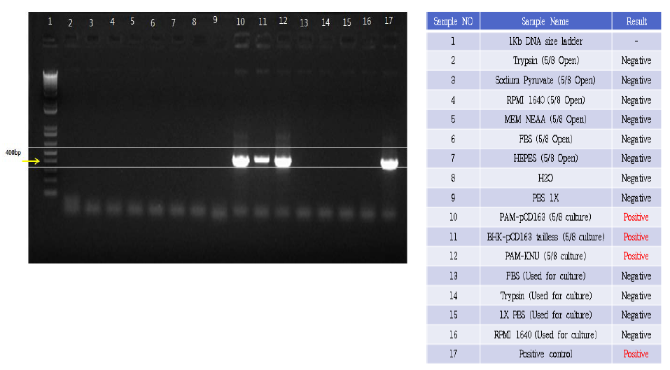 Mycoplasma 검출용 PCR 결과