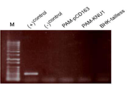 Mycoplasma 제거용 Plasmocin 처리 후 Mycoplasma 음성 결과