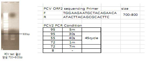 PCV 검출용 PCR