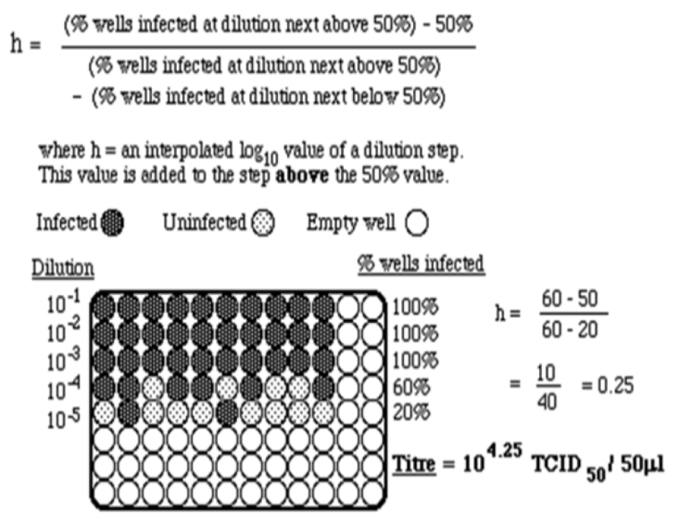 TCID50 계산법