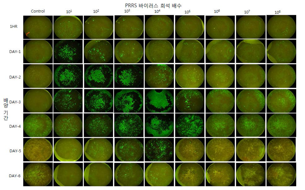 PRRS 바이러스 농도와 배양 시간의 최적화 실험 결과