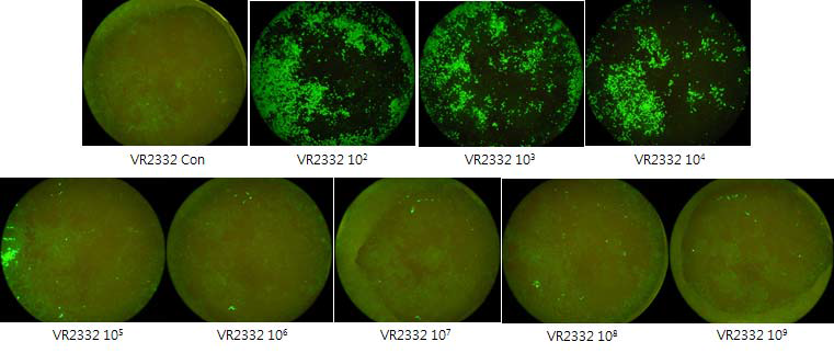 PRRS 바이러스 VR2332 최초 배양 전 바이러스 역가 (2X105.4 TCID50/ml)