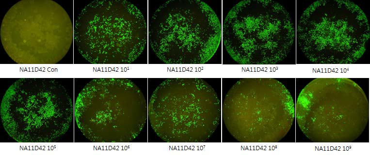 북미 야외 종독주 NA11D42 15계대 배양 바이러스 역가(2X109.6 TCID50/ml)