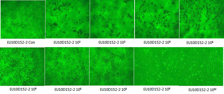 FBS에서 배양된 PRRS 바이러스 유럽형 야외주 EU10D152-2 CPE