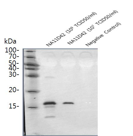 북미형 야외 종독주 NA11D42 Western Blotting 결과