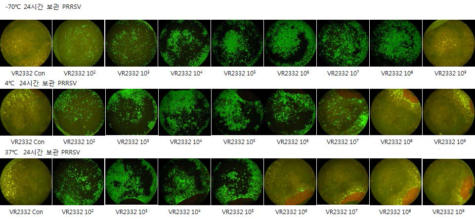 PRRSV VR2332 표준주를 이용한 저장 온도별 바이러스 titer 변화 1일차