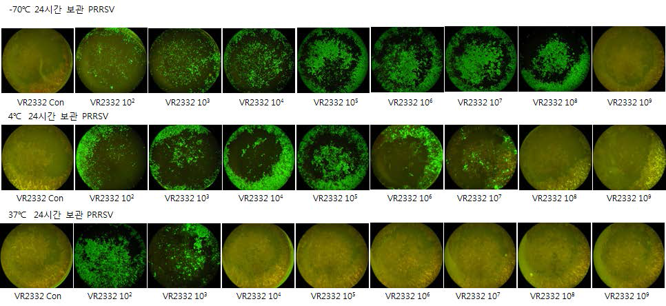 PRRSV VR2332 표준주를 이용한 저장 온도별 바이러스 titer 변화 3일차