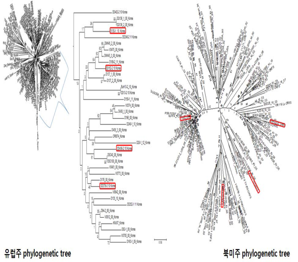 국내분리 PRRS바이러스의 ORF5 region에 대한 phylogenetic tree분석결과