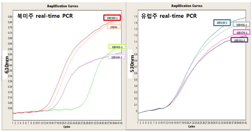 대표주로 선정된 PRRS바이러스의 Real-time RT-PCR 결과