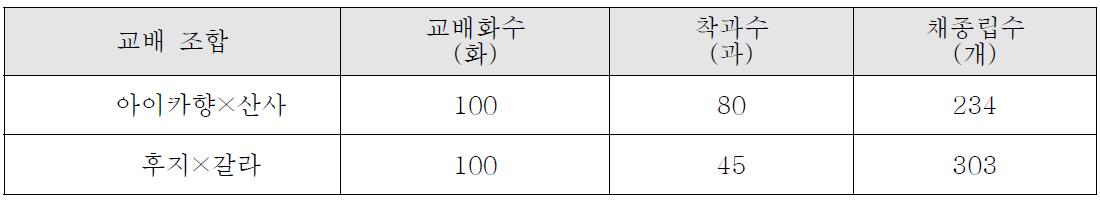 ’11년 아이카향×산사, 후지×갈라 등 2조합 인공교배