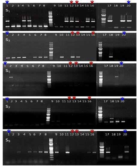 신육성품종과 주요 재배품종의 S-allele PCR 결과(2010년)