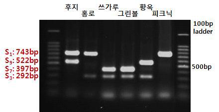 신육성품종과 재배품종의 자가불화합성인자형(2011~2012년)