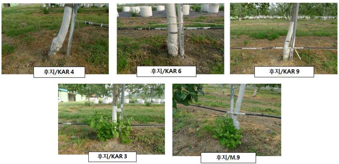 KAR 계통 묘목 흡지 발생 모습(’14)