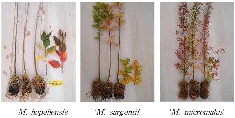 사과속 계통 묘목의 생육 상태
