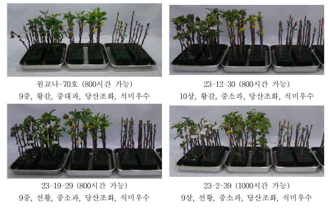 낮은 저온요구도 우량계통 선발