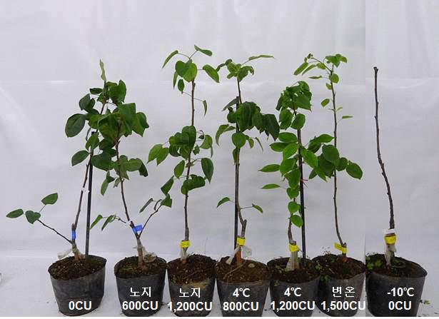 처리조건 및 저온지수에 따른 황금배의 생육 상태비교