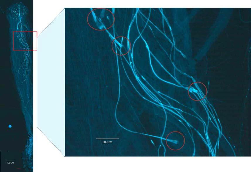 Microscopic observation of pollen tube elongation and tip hypertrophy in ‘Mantienhong×Kalle’.