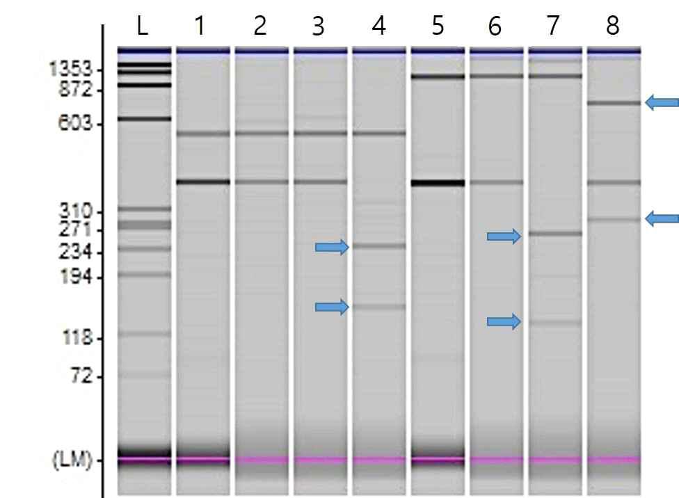 Analyses of the digestion pattern of S-RNase fragments in ‘Mantinhong’(1~4)and ‘Kalle’(5~8) pear.