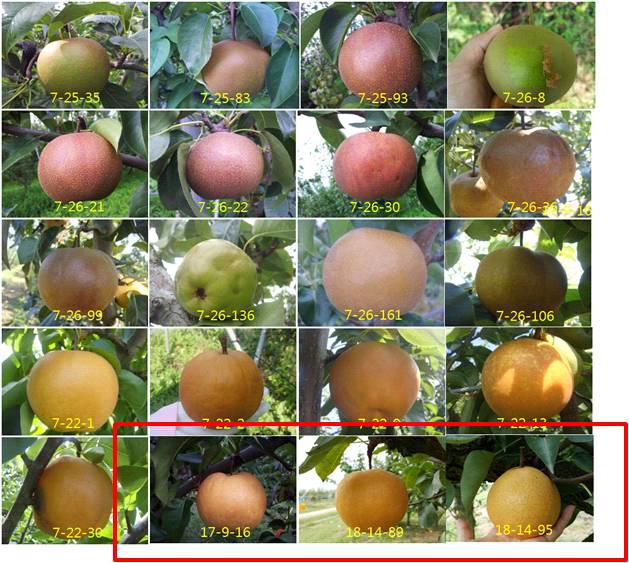 Fruit shape of late-flowering seedlings.