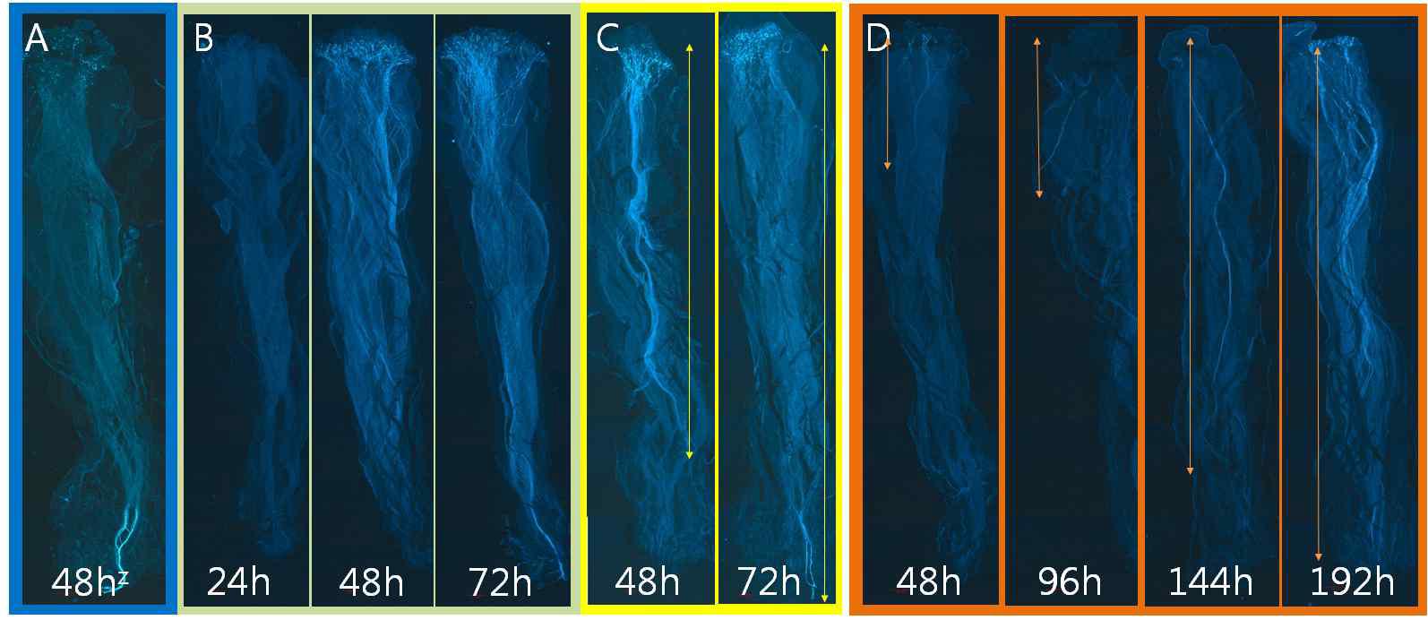 Difference of pollen tube elongation under low temperature (A; 22, B; 15, C; 12, D;o7oC) after artificial pollination.