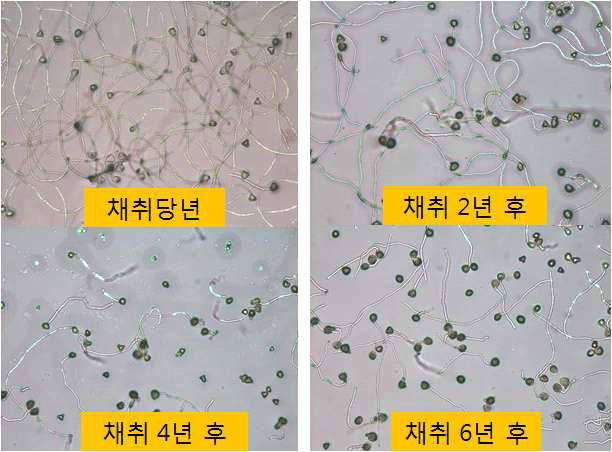 Difference of ‘Chuhwangbae’ pollen activity by long storage time