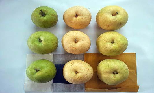 Appearance of fruit skin of ‘Noksu’ pear by three kinds of paper bag.