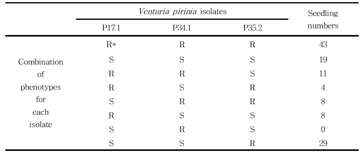 3종의 Venturia pirina 단포자 배양체 접종에 P019R045T042 x P037R048T081 교배실생의 차별적인 상호작용, 각각의 접종원에 대한 표현형은 반복구를 고려하여 결론내린 결과이며, 교배실생 수는 해당 표현형 조합을 만족하는 개체수를 표기한 것임.