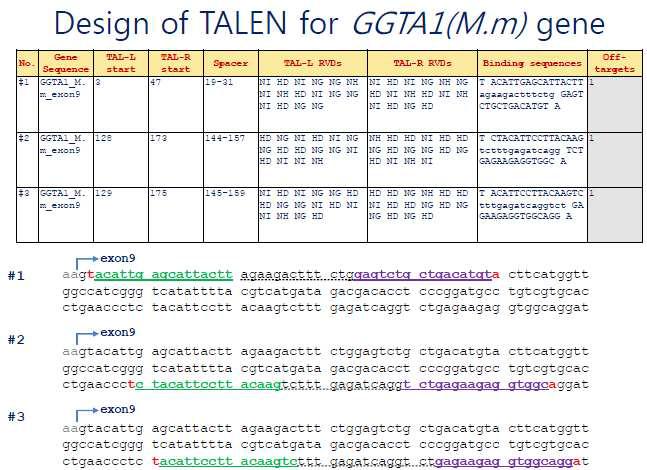 GGAT1 유전자에 대한 TALEN Target Region 디자인