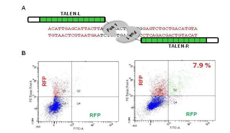 GGTA1유전자에 대한 TALEN 벡터와 세포에서의 활성 분석