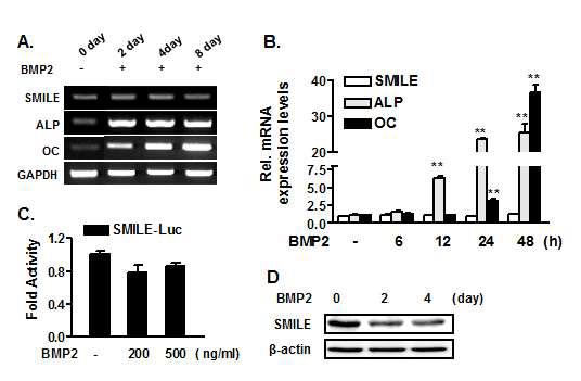 Changes in SMILE Expression During Osteogenic Differentiation